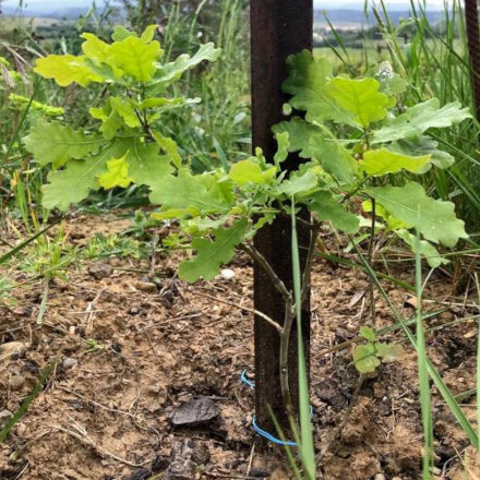 Die kleine Friedenseiche im Mai 2018