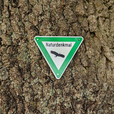 Die Naturdenkmal-Plakette an der Eiche