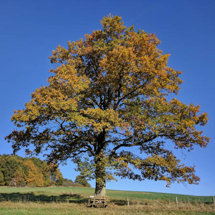 Die Friedenseiche im Herbst 2016