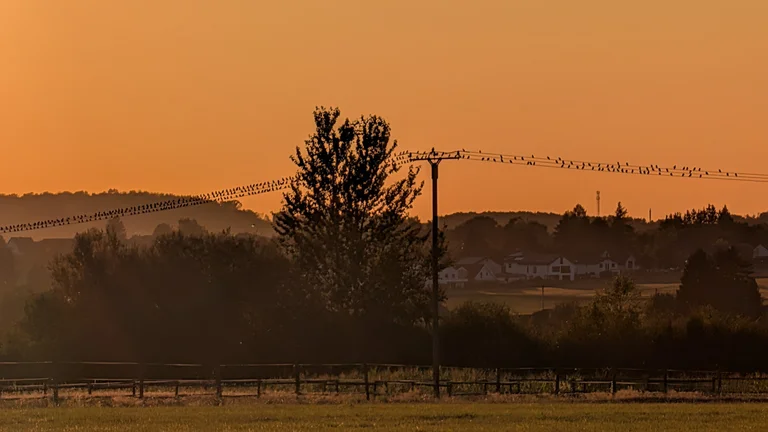 Viele Vögel auf Stromleitung